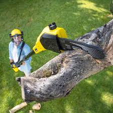 Best Tree Removal  in Gervais, OR