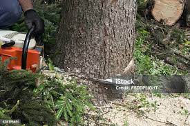 Best Seasonal Cleanup (Spring/Fall)  in Gervais, OR