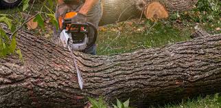 How Our Tree Care Process Works  in  Gervais, OR
