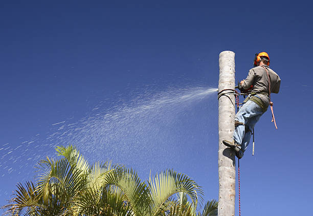 Best Tree and Shrub Care  in Gervais, OR