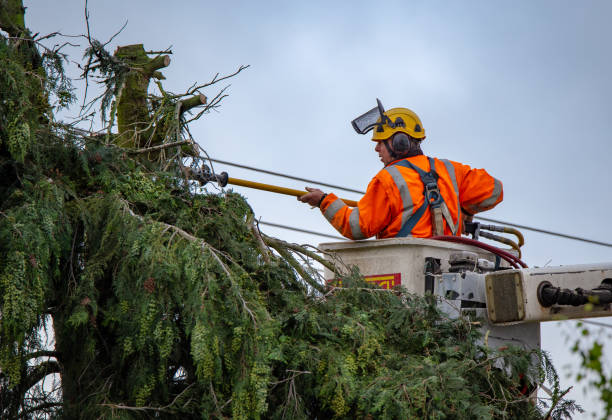 Best Tree Maintenance Programs  in Gervais, OR