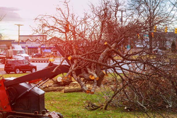 Best Tree Mulching  in Gervais, OR