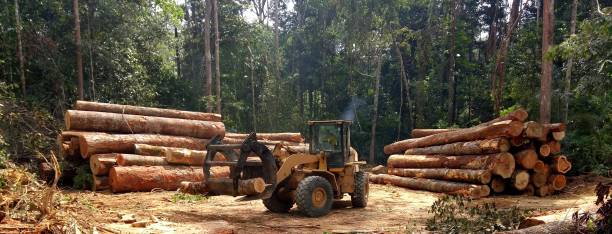 Professional Tree Care in Gervais, OR