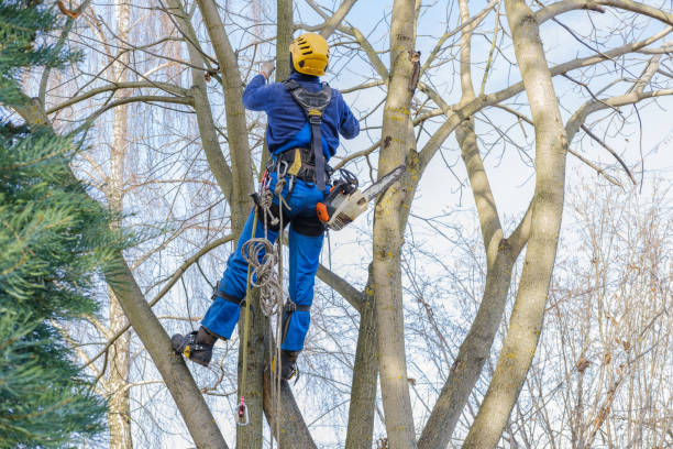 Best Root Management and Removal  in Gervais, OR