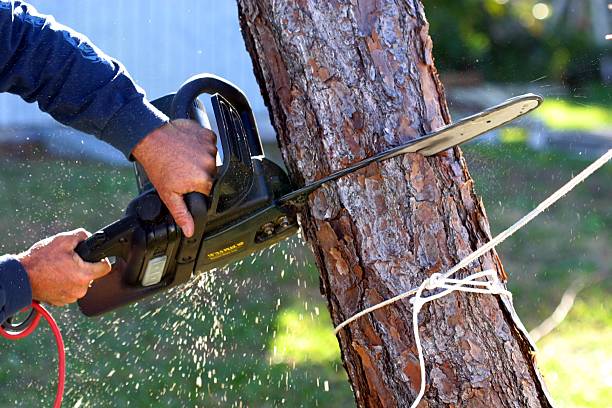 Best Firewood Processing and Delivery  in Gervais, OR