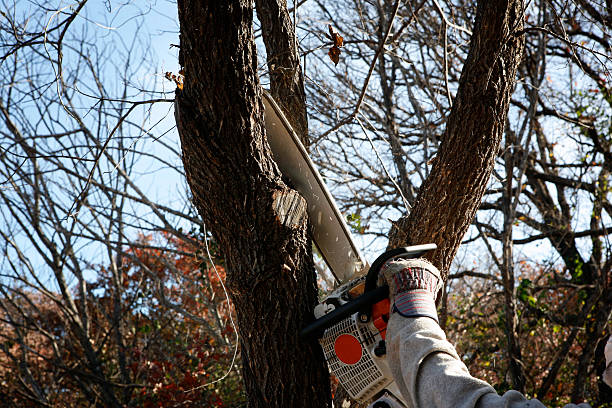 Best Storm Damage Tree Cleanup  in Gervais, OR