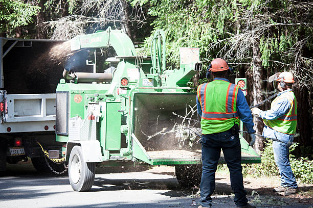 Best Emergency Tree Removal  in Gervais, OR