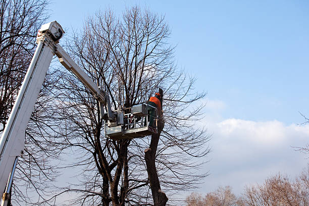 Best Hedge Trimming  in Gervais, OR