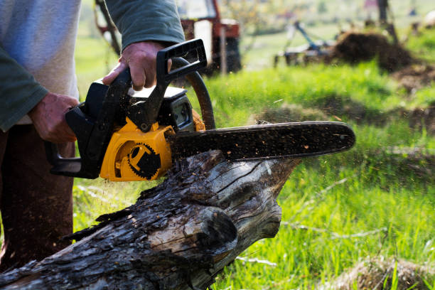 Best Lawn Disease Treatment  in Gervais, OR