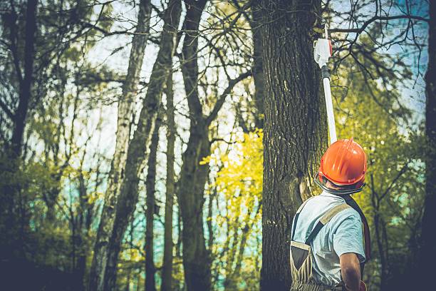 Best Tree Risk Assessment  in Gervais, OR